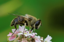 fleissiges Bienchen