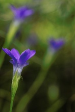 Gewöhnlicher Fransenenzian (Gentianella ciliata) II