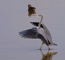 Graureiher (Ardea Cinerea) vor Abflug