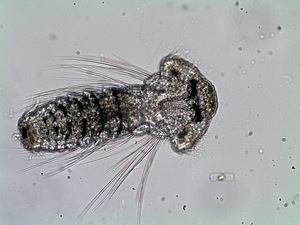 Polychaeta aus Zooplankton