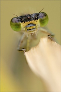 Große Pechlibelle