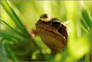 Frosch