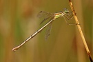 Lestes Barbarus - Weibchen