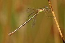 Lestes Barbarus - Weibchen