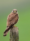 Turmfalke