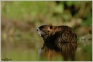 Nutria (Myocastor coypus)