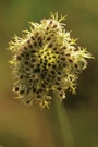 Fruchtstand der Wilden Möhre (Daucus carota)