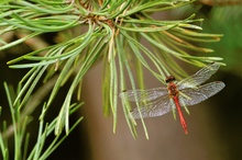 Sympetrum sanguineum