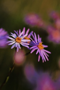 Bergaster (Aster amellus) II