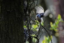 Schwanzmeise am Nest