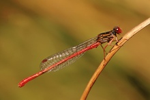 Späte Adonislibelle (Ceriagrion tenellum)