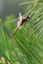 Sympetrum sanguineum II