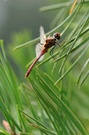 Sympetrum sanguineum II