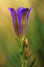 Lungen-Enzian (Gentiana pneumonanthe)