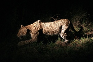 Leopard bei der Jagd