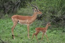 Impalas