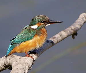 Eisvogelweibchen  (Alcedo Atthis)
