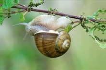 Weinbergschnecke