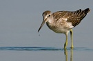 Grünschenkel (Tringa nebularia)