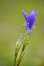 Gentiana ciliata