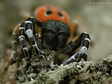 Rote Röhrenspinne (Eresus kollari)