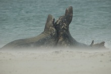 Meinungsverschiedenheit im Sandsturm