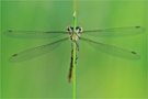 Gemeine Binsenjungfer (Lestes sponsa)