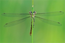 Gemeine Binsenjungfer (Lestes sponsa)