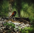 Hudernder Waldstorch