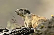 Marmota marmota