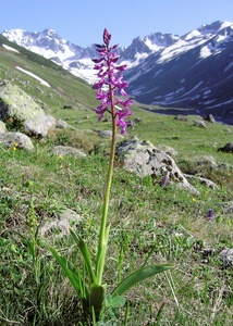 Kiefernwald-Knabenkraut (Orchis pinetorum)