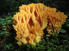 Goldgelbe Koralle (Ramaria aurea)