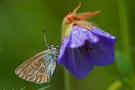 Bläuling auf Wald-Storchschnabel