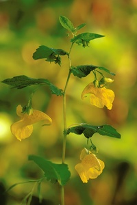 Großes Springkraut (Impatiens noli-tangere)