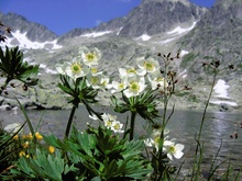 Narzissenblütige Anemone (Anemone narcissiflora)