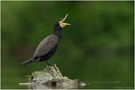 Eine große Klappe