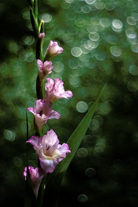 Gladiole