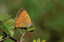 Nierenfleck-Zipfelfalter (Thecla betulae)