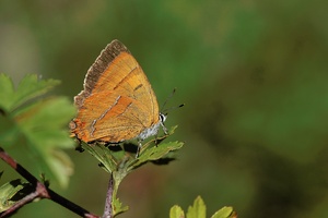 Nierenfleck-Zipfelfalter (Thecla betulae)