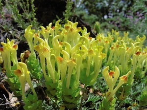 Orientalisches Helmkraut (Scutellaria orientalis)
