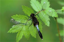 Zierliche Moosjungfer (Leucorrhinia caudalis)