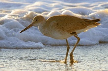 Willet (Catoptrophorus semipalmatus)