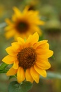 Sonnenblume