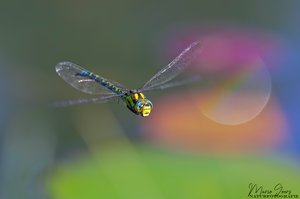 Morgenflug der Mosaikjungfer