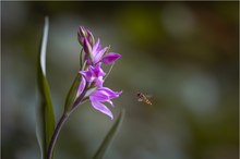 Rotes Waldvöglein (Cephalanthera rubra)