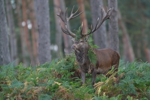 Gemüsehändler