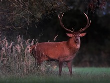 Platzhirsch tritt aus dem Wald