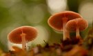 Pilze