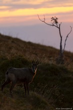 Am morgendlichen Berg