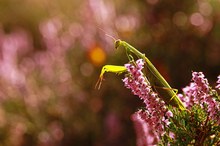 Pretty in pink